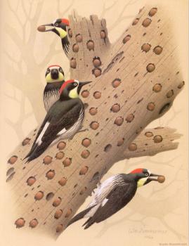 威廉 齊默曼 Acorn Woodpecker